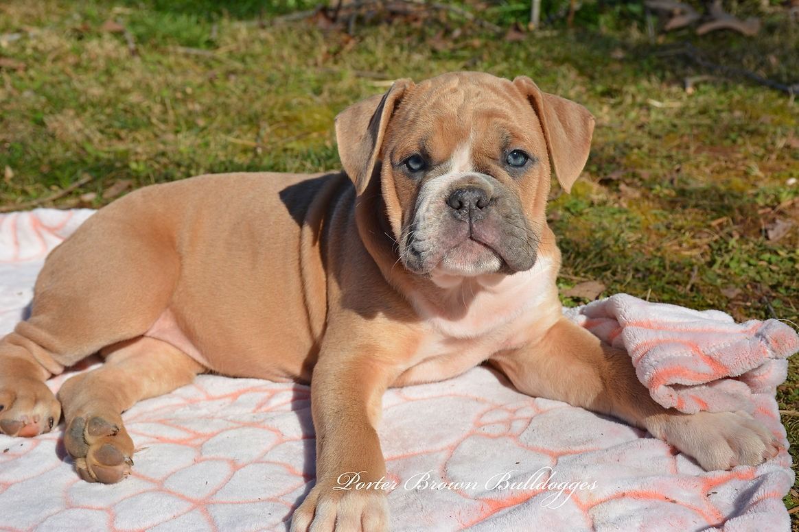 Tan bulldog puppy with blue eyes, lying on a pink blanket in the grass.