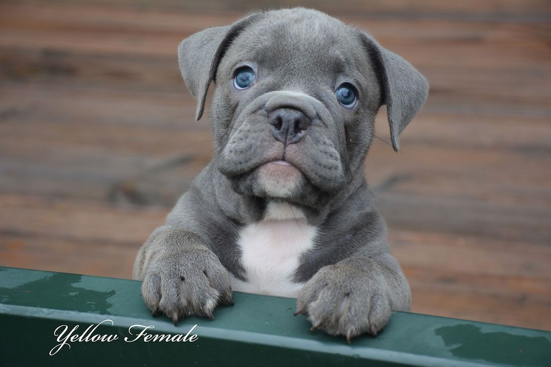Gray bulldog puppy with blue eyes resting on a green ledge. White chest.