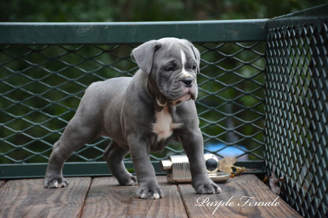 A gray Cane Corso puppy standing on a wooden surface, with a white patch on its chest.
