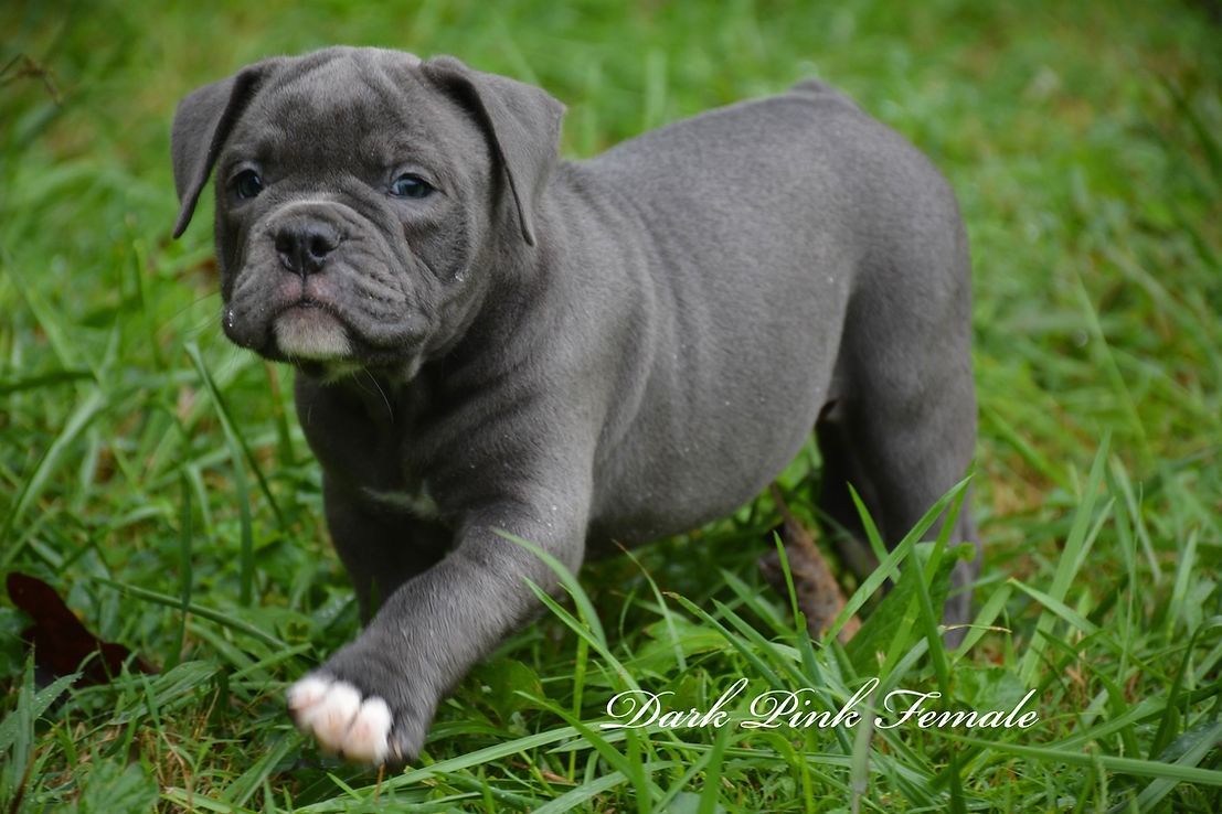 Blue-gray English Bulldog puppy with white paws walking in green grass.