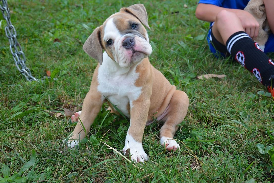 A tan and white puppy with a tilted head sits on green grass.