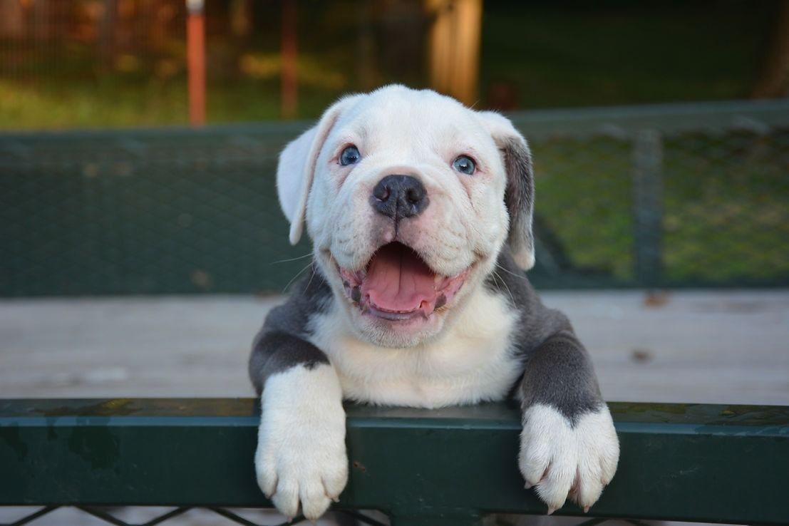 Happy puppy with blue eyes, gray patches, and pink tongue, paws on a green bench.