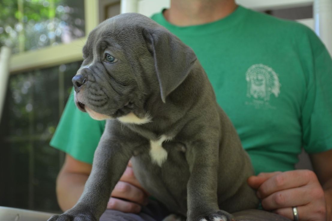 Gray puppy with wrinkles and white chest patch, held by person in a green shirt, looking left.