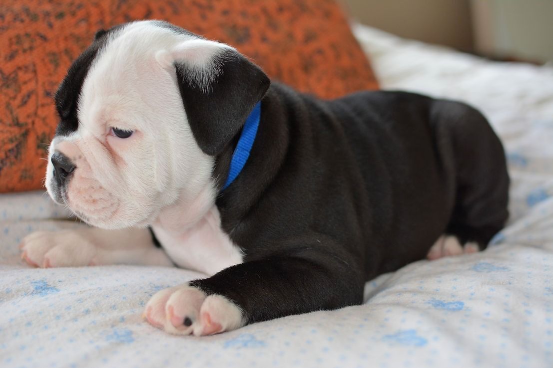 Black and white bulldog puppy with blue collar lying on patterned blanket.
