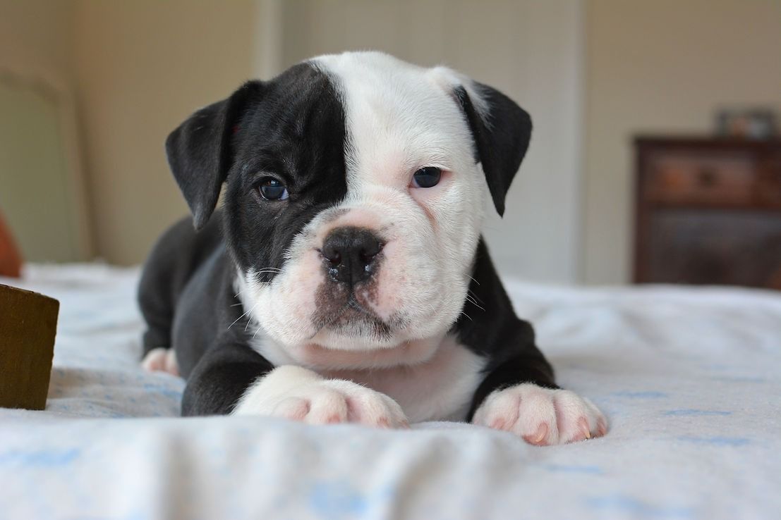 Black and white puppy lying on a light blue blanket, looking at the viewer.