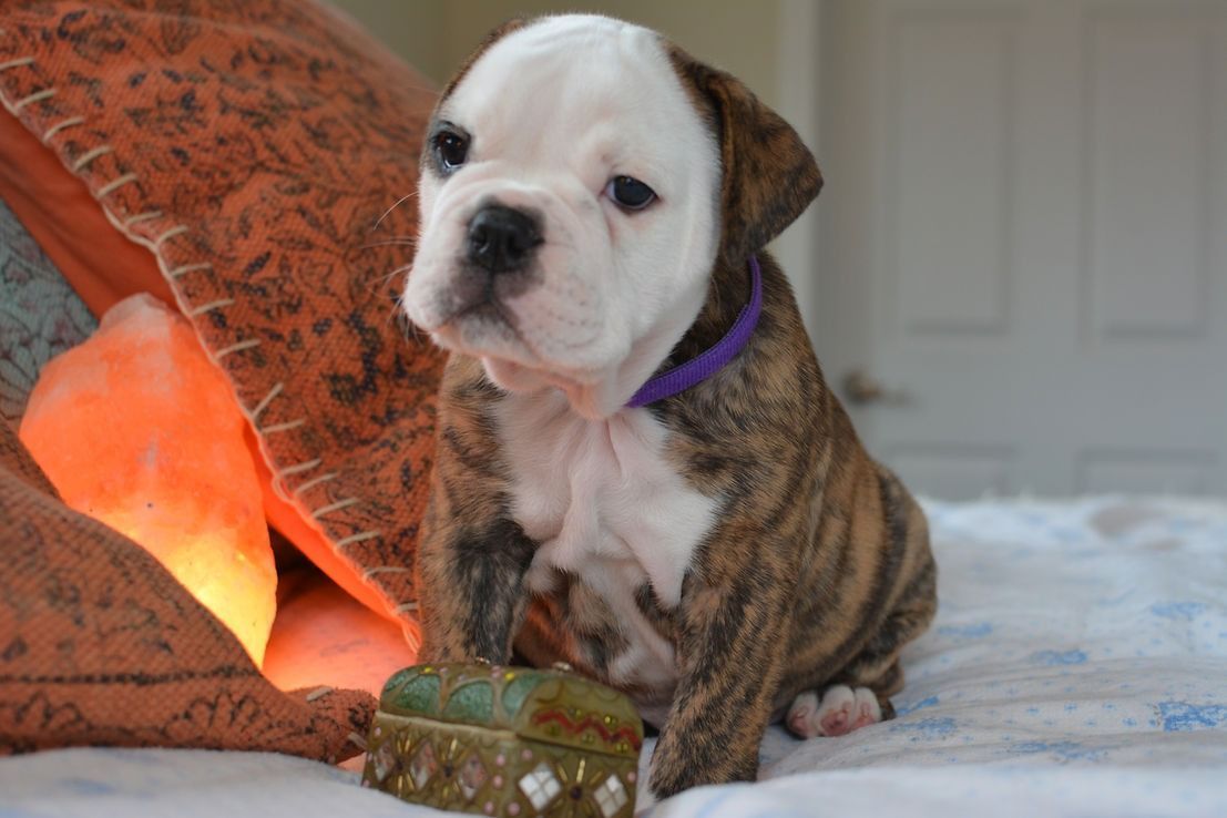 Brindle and white bulldog puppy with a purple collar sits on a bed near an orange glow.