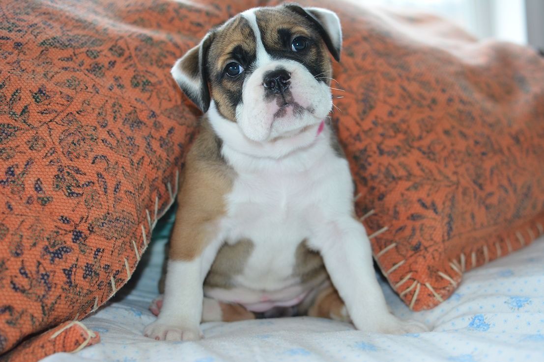 Bulldog puppy with brown and white markings sits, looking forward.