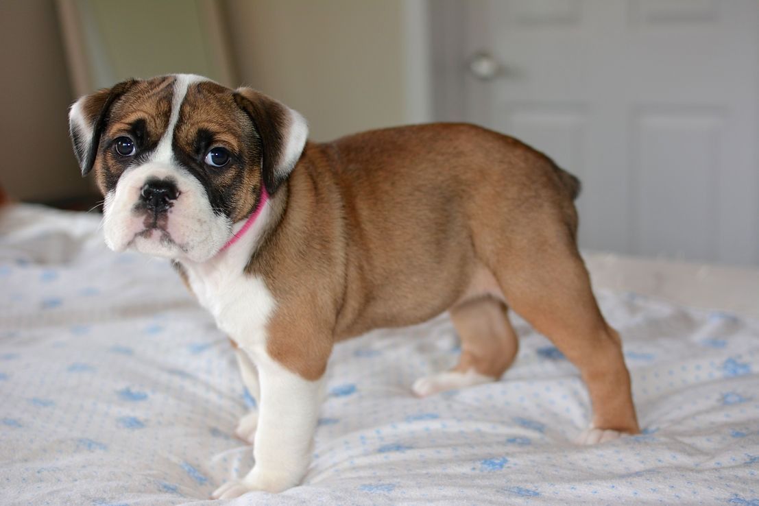 Brown and white bulldog puppy standing on a bed, looking towards the viewer.