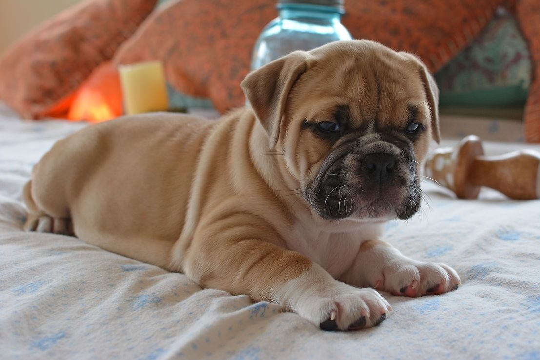 Tan English bulldog puppy lying on a patterned bed.