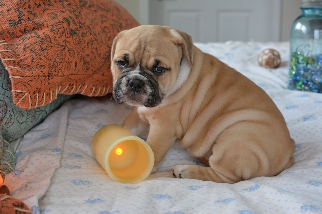Tan bulldog puppy sitting on a bed, looking down at a candle.