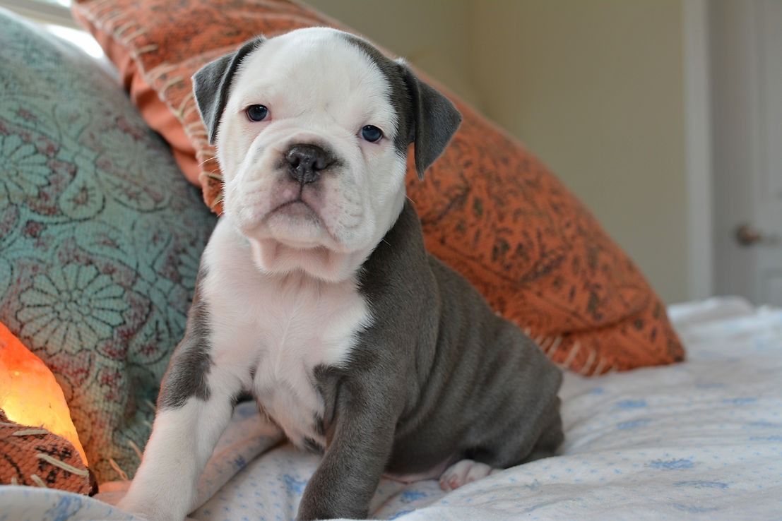 Puppy bulldog with white and gray fur, sitting on a bed with pillows.