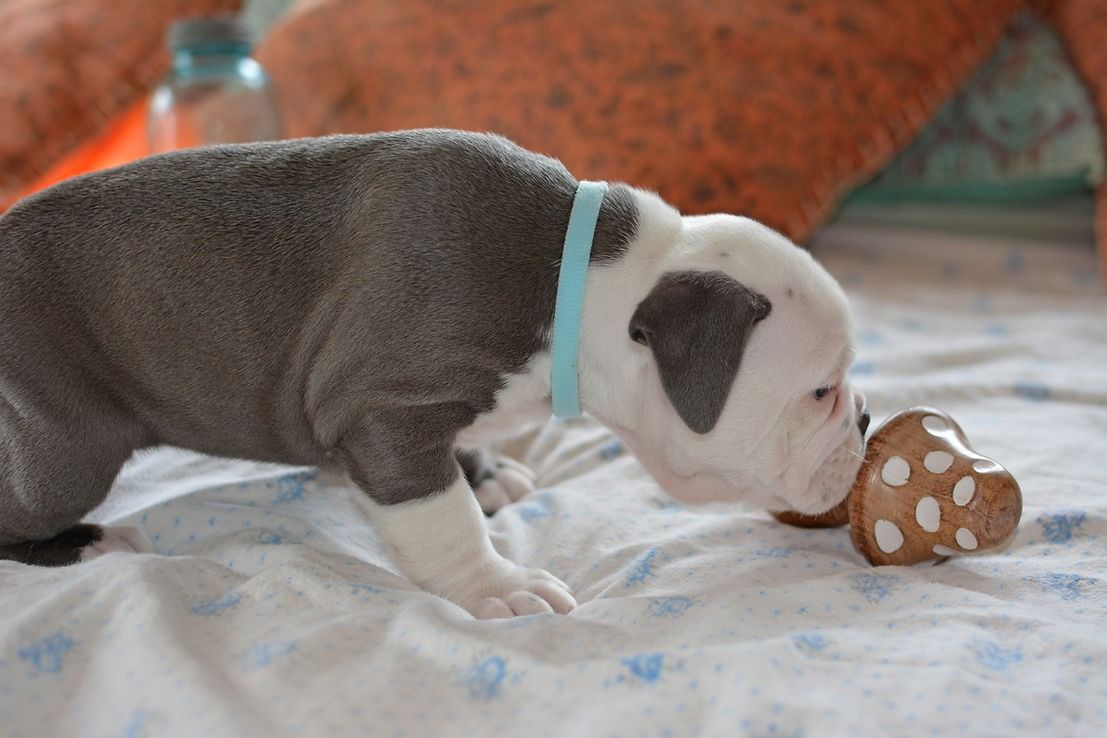 Blue-gray bulldog puppy with a light blue collar sniffs a brown toy with white spots on a patterned blanket.