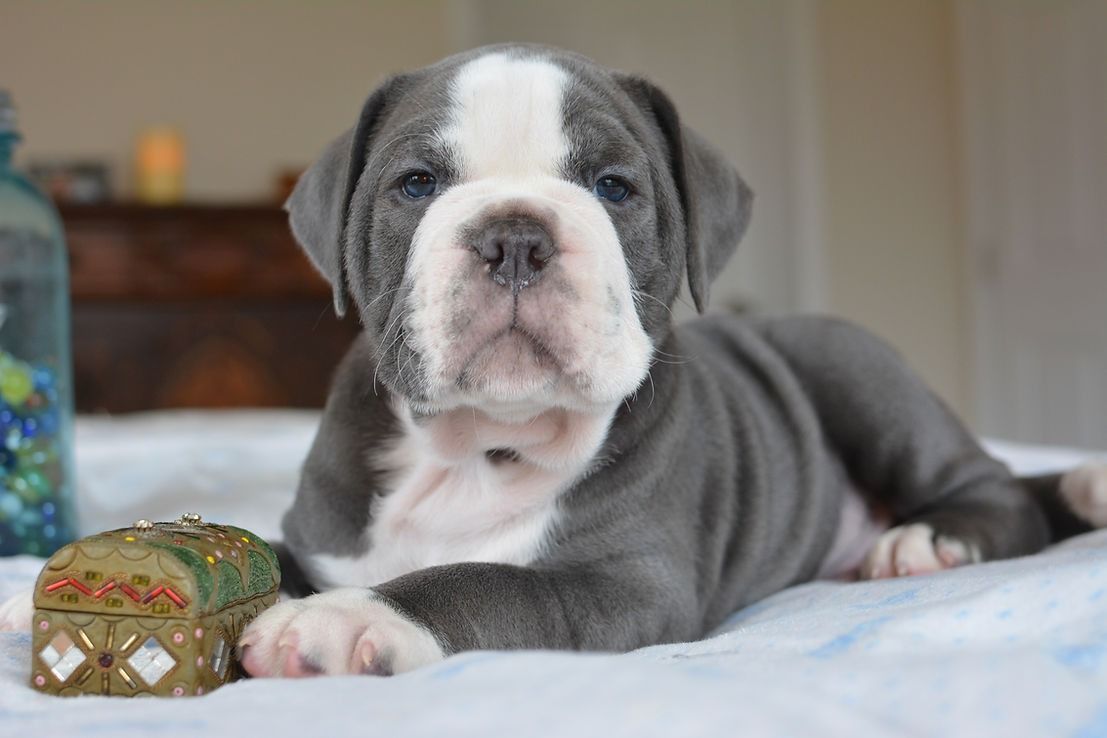Blue and white bulldog puppy lying on a blanket, with a small chest beside it.