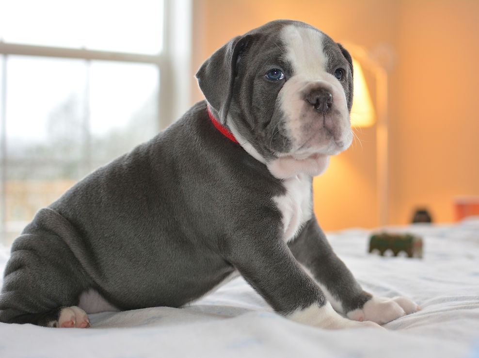 Blue and white puppy sitting on a bed, wearing a red collar, looking toward the camera.