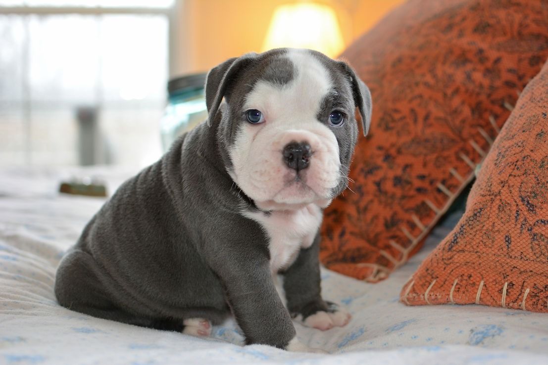 Blue and white bulldog puppy sitting on a bed, looking at the viewer.