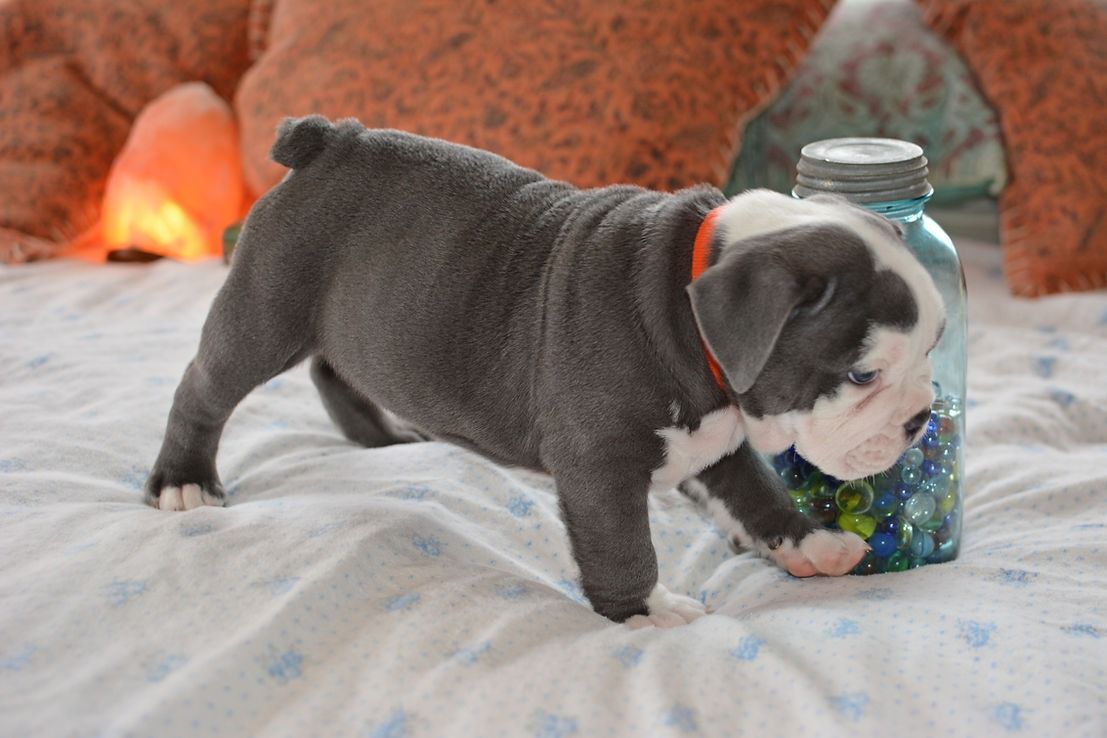 Blue-gray Bulldog puppy with a white face wearing an orange collar, sniffing at a jar on a bed.