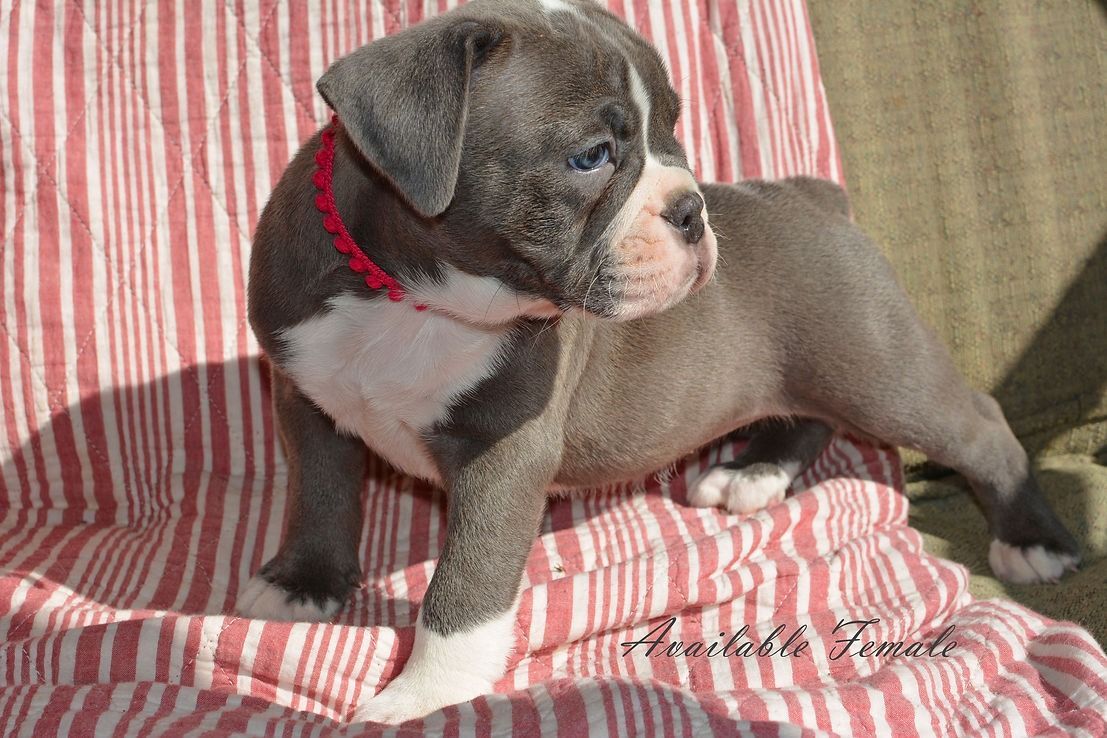Blue and white puppy with a red collar stands on red and white striped fabric.