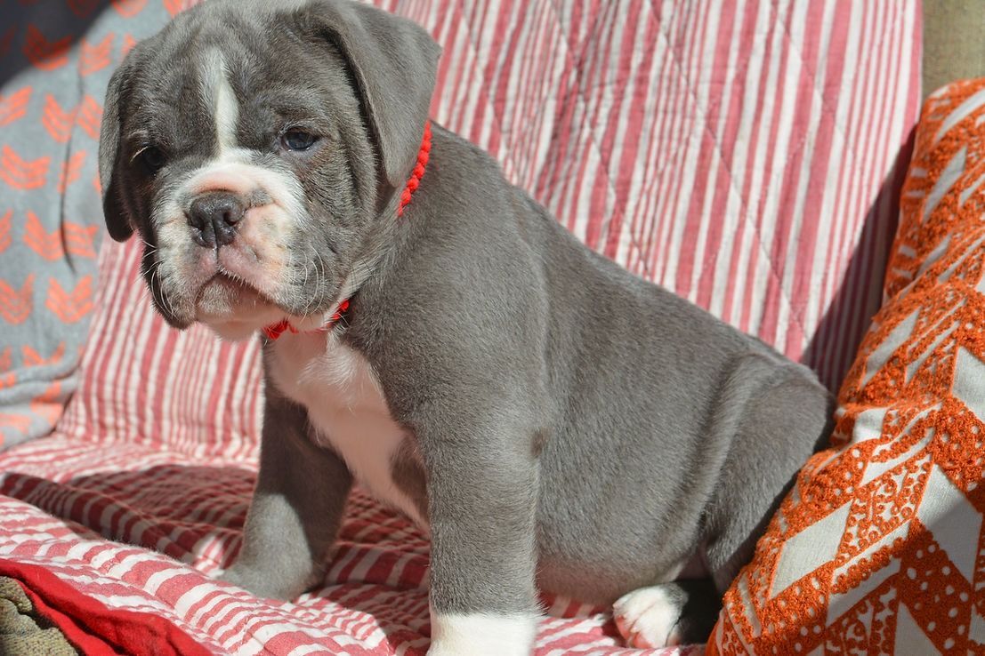 Blue English bulldog puppy sitting on striped cushion, wearing a red collar.