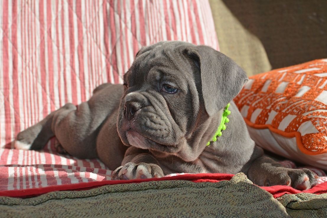 Blue Neapolitan Mastiff puppy with green collar laying on red and white striped cloth.
