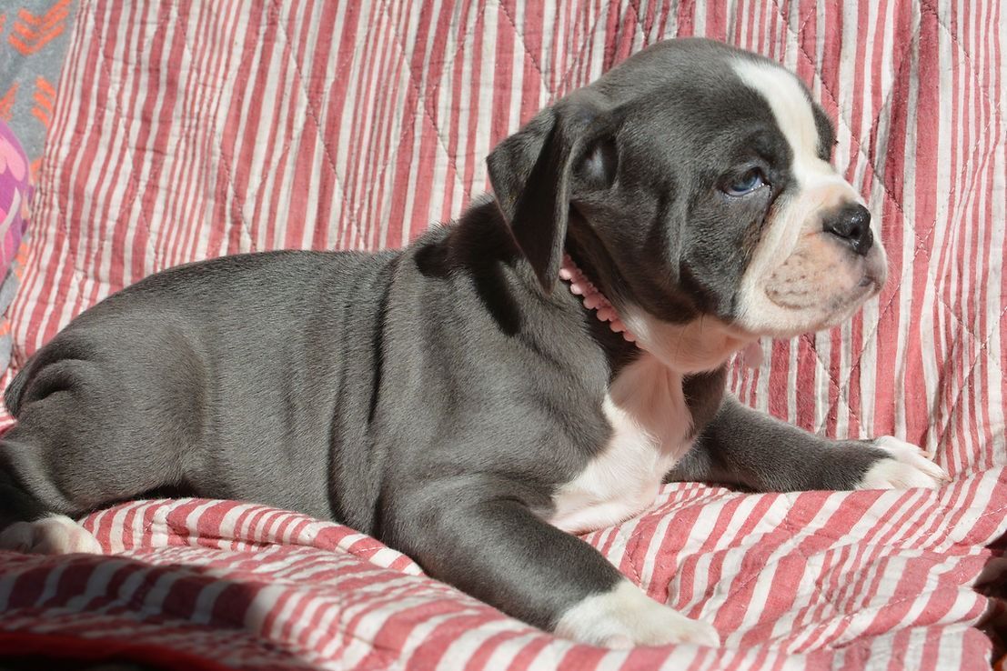 Blue-gray puppy with white markings, lying on a red and white striped blanket, wearing a pink collar.