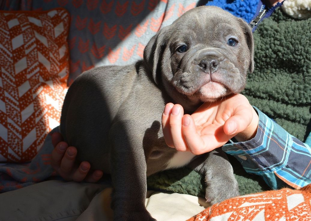 Blue-gray puppy being held in hands, looking forward with attentive expression.