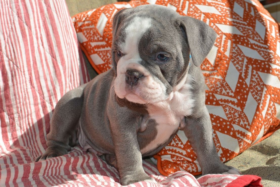 Blue and white bulldog puppy sitting, looking left, on red striped blanket with orange patterned pillows.