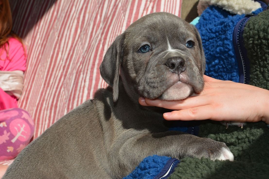 Blue-grey puppy being held, looking at the camera. White marking on forehead, light blue eyes, hand on its chin.