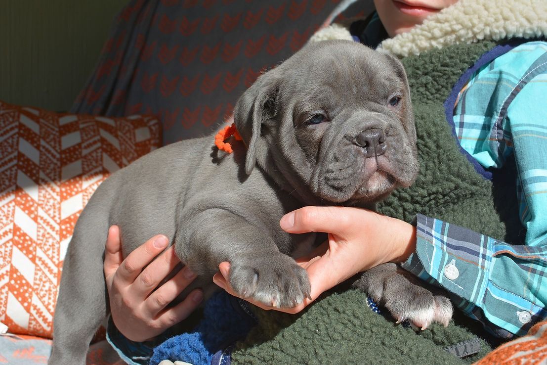 A gray puppy with an orange collar is held by a person wearing a green vest and plaid shirt.