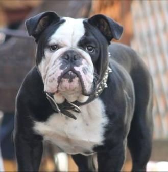 Black and white bulldog with a serious expression, wearing a studded collar.