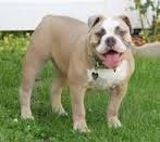 Tan English Bulldog with a white chest, panting on green grass.