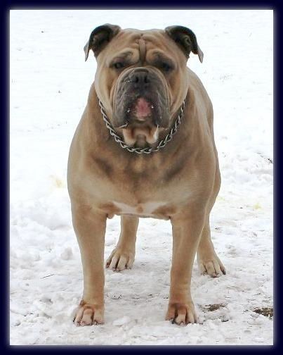 Tan bulldog standing in snow, wearing a chain collar, with a slightly open mouth.