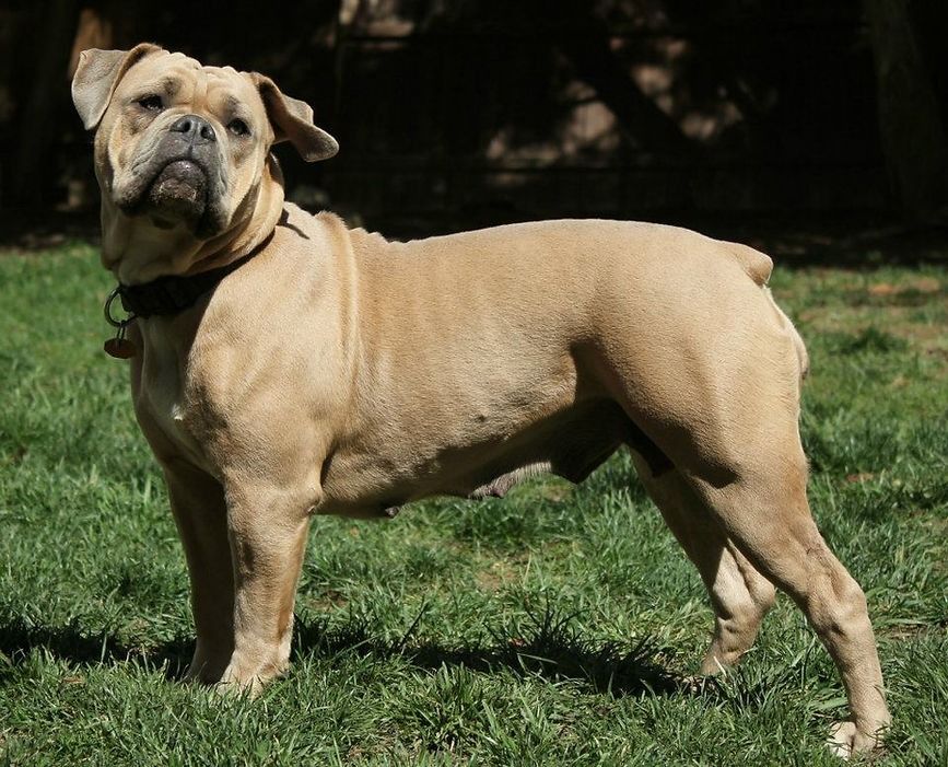 Tan-colored bulldog standing on green grass, looking slightly upwards.