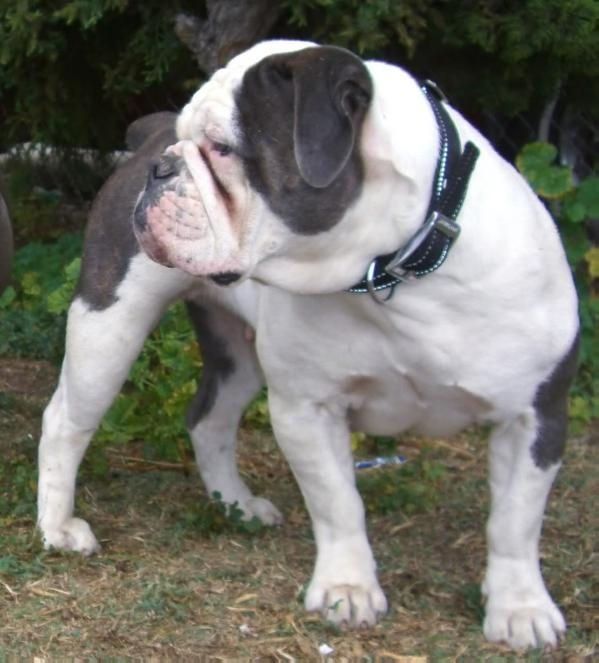 White and gray bulldog standing on grass, wearing a black collar.
