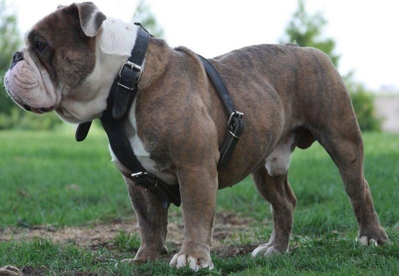 English Bulldog wearing a black harness, standing on green grass, brindle coat.