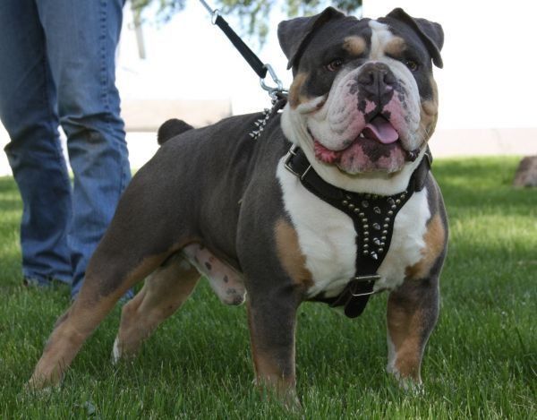 Blue and white bulldog in a studded harness, standing on grass, with person holding leash.
