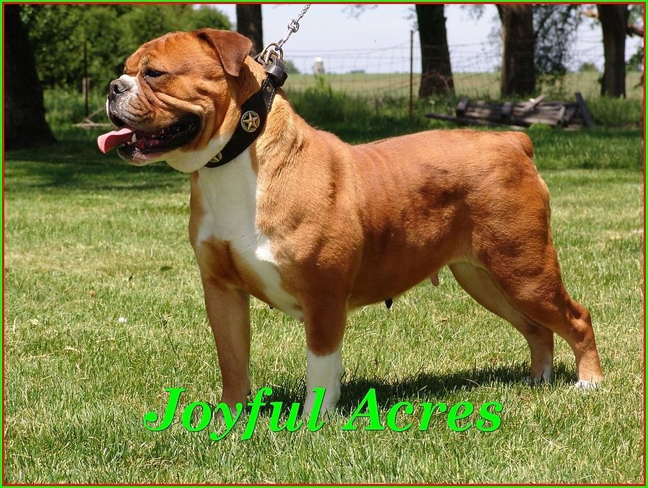 Red and white bulldog standing on grass, wearing a collar. 