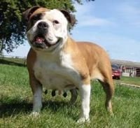 Brown and white bulldog standing in grass, smiling with a blue sky background.