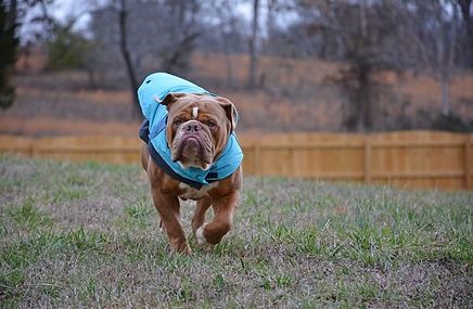 Brown bulldog wearing a blue coat walks across a grassy field.