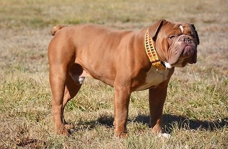 Brown bulldog standing in a grassy field, wearing a yellow-studded collar.