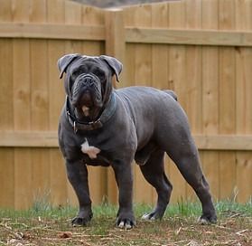 Blue-gray bulldog standing on grass in front of a wooden fence, wearing a collar and looking forward.