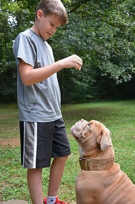 Boy giving a treat to a dog outdoors. The dog looks up expectantly.