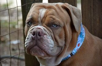 Tan and white bulldog with a blue collar, serious expression, against a wooden fence.