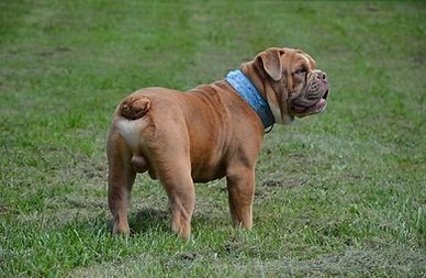 Tan bulldog standing on green grass, wearing a blue collar, with its back to the viewer.