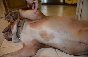 A hand points to a dog's armpit. The dog is lying on its side on a tiled floor.