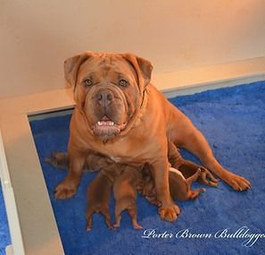 Brown bulldog nursing puppies on a blue surface.