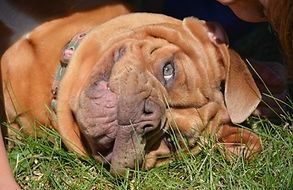 Brown dog with droopy face lies on grass, gazing upwards with one visible eye.