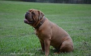 Tan-colored Dogue de Bordeaux dog sitting in green grass with its mouth slightly open, appearing to be panting.