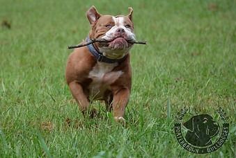 Brown and white dog running in grass, holding a stick in its mouth.