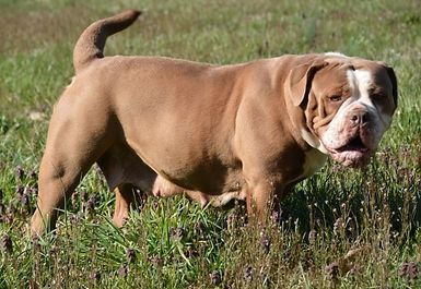 Brown and white bulldog in a grassy field, tail curled, looking towards the viewer.