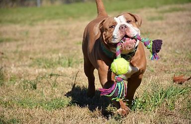 Dog with brown and white fur, runs with a rope toy in its mouth in a grassy field.